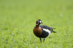 red-breasted goose