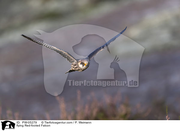 fliegender Rotfussfalke / flying Red-footed Falcon / PW-05279