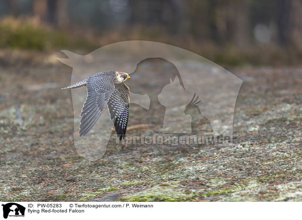 flying Red-footed Falcon / PW-05283