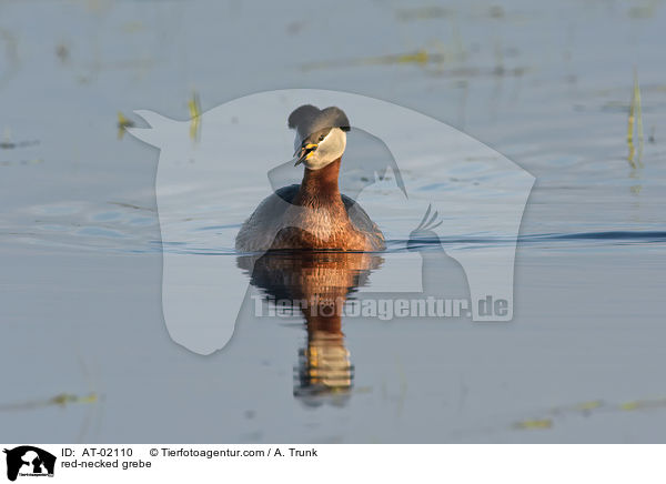 red-necked grebe / AT-02110