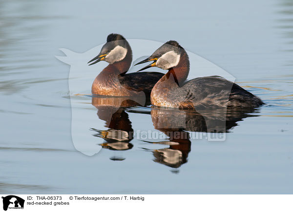 red-necked grebes / THA-06373