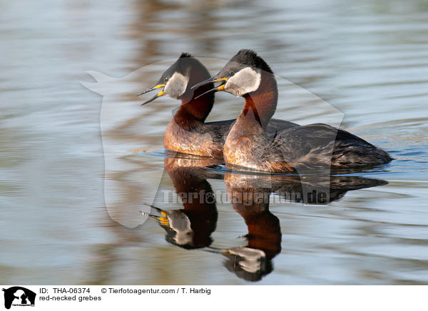 red-necked grebes / THA-06374