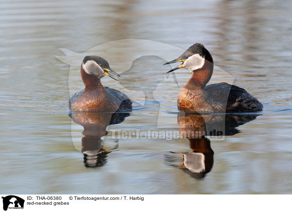 red-necked grebes / THA-06380