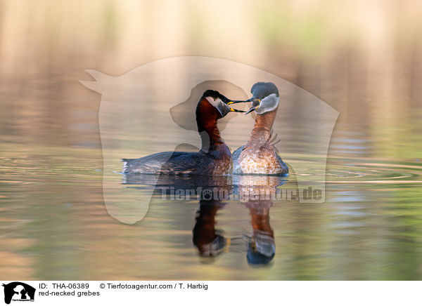 red-necked grebes / THA-06389