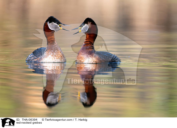 red-necked grebes / THA-06394