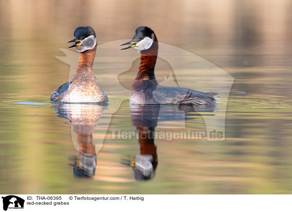 red-necked grebes / THA-06395