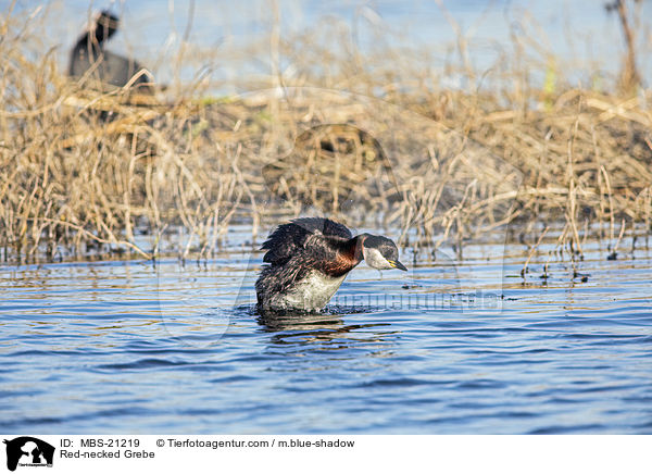 Red-necked Grebe / MBS-21219