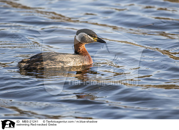 swimming Red-necked Grebe / MBS-21241