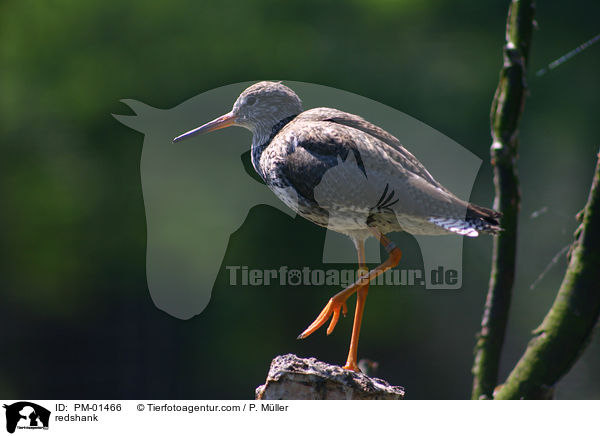 redshank / PM-01466