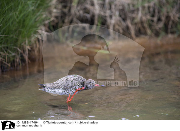 common redshank / MBS-17464