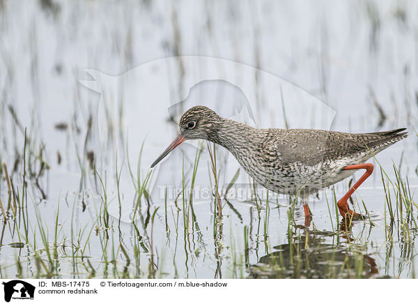 Rotschenkel / common redshank / MBS-17475