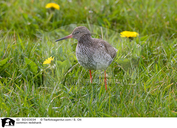 Rotschenkel / common redshank / SO-03034