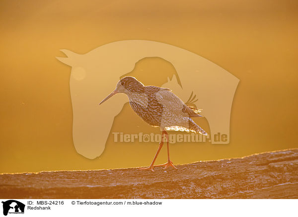 Redshank / MBS-24216