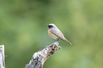 common redstart