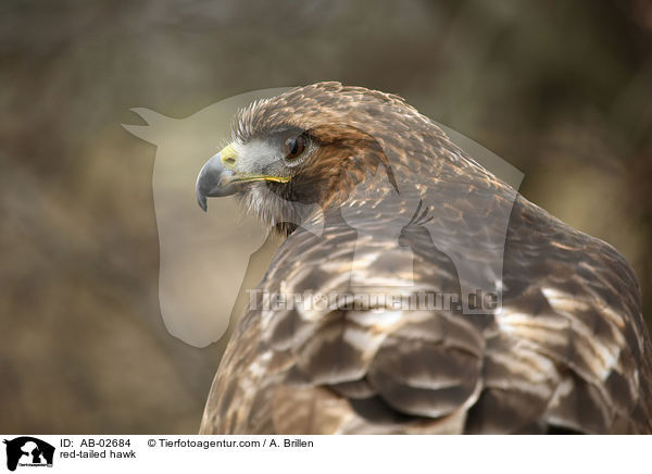 red-tailed hawk / AB-02684