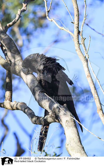 Banks-Rabenkakadu / Red-tailed black Cockatoo / FF-08492