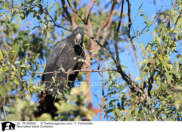 Banks-Rabenkakadu / Red-tailed black Cockatoo / FF-08500