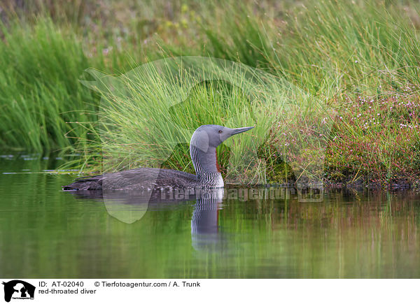 red-throated diver / AT-02040