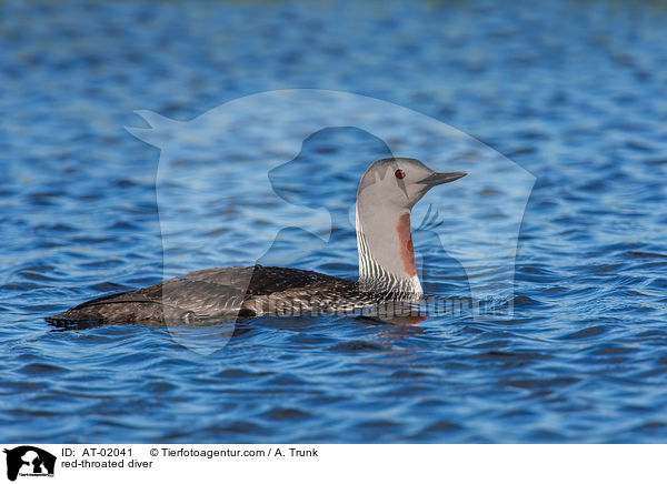 Sterntaucher / red-throated diver / AT-02041