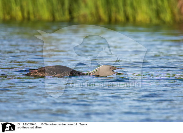 red-throated diver / AT-02046