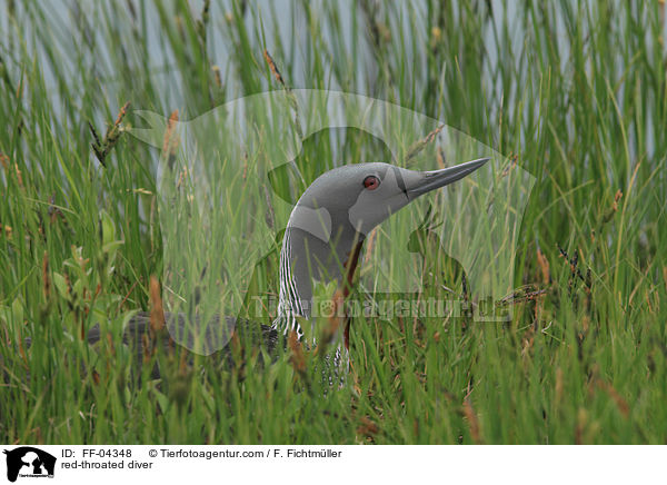 red-throated diver / FF-04348