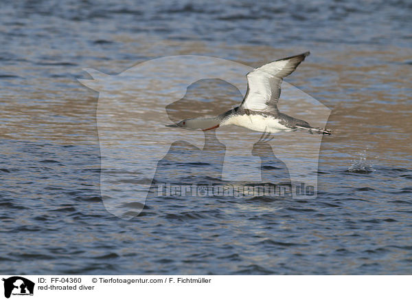red-throated diver / FF-04360