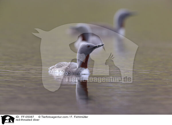 Sterntaucher / red-throated diver / FF-05087