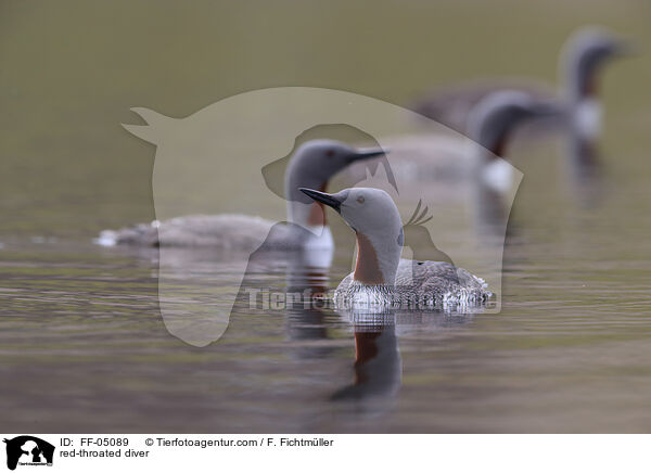 Sterntaucher / red-throated diver / FF-05089