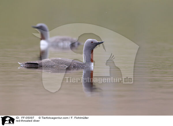 red-throated diver / FF-05097