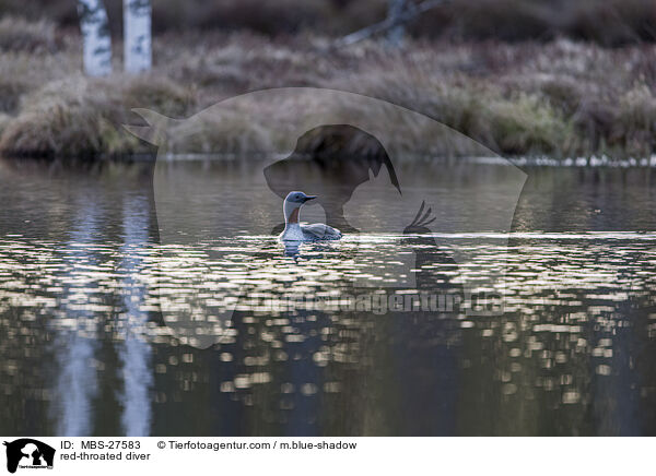 Sterntaucher / red-throated diver / MBS-27583