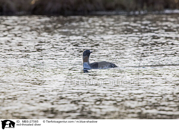 Sterntaucher / red-throated diver / MBS-27585