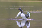 red-throated diver