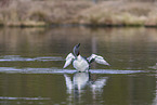 red-throated diver