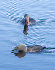 red-throated diver