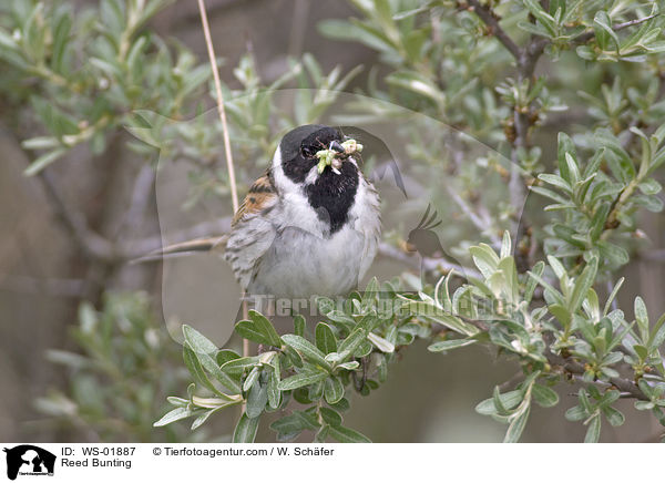 Rohrammer / Reed Bunting / WS-01887