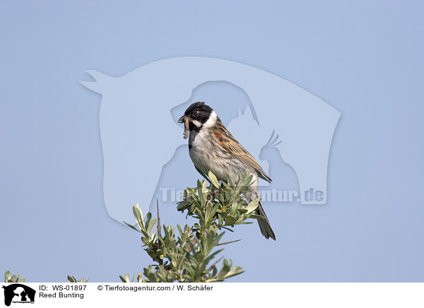 Reed Bunting / WS-01897
