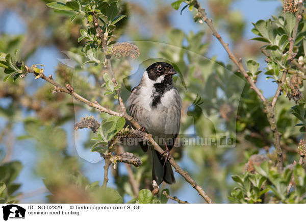 common reed bunting / SO-02329