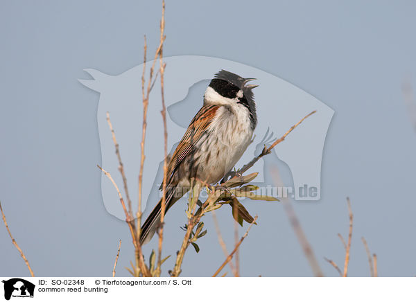 common reed bunting / SO-02348