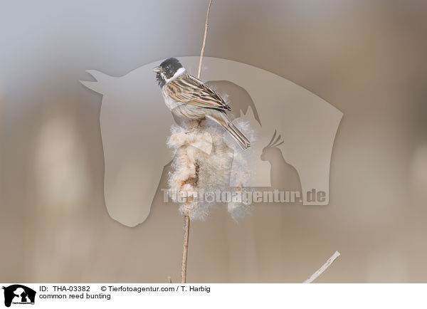common reed bunting / THA-03382