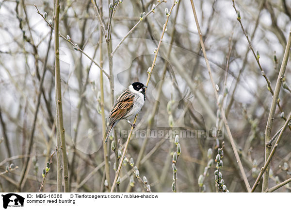 common reed bunting / MBS-16366