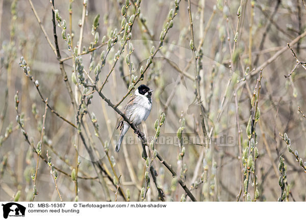 common reed bunting / MBS-16367
