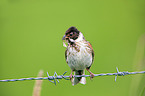 Eurasian reed bunting