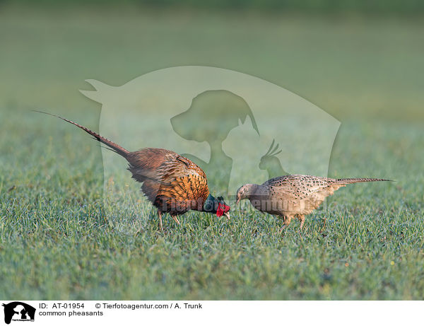 Fasane / common pheasants / AT-01954