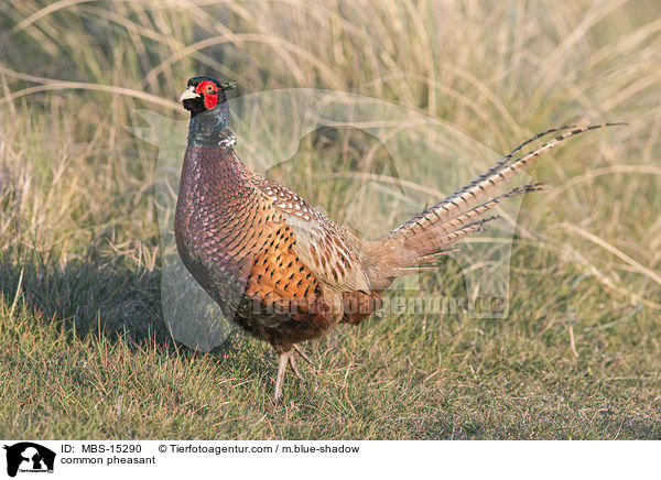 common pheasant / MBS-15290
