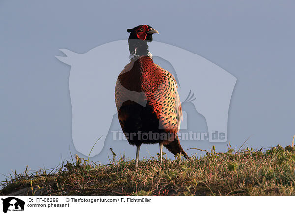 common pheasant / FF-06299