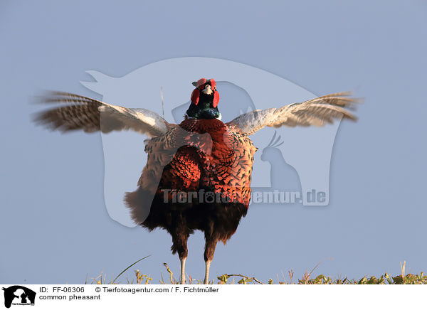 common pheasant / FF-06306