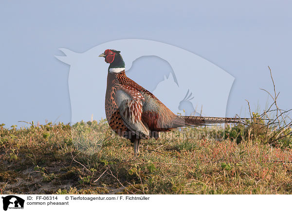 common pheasant / FF-06314