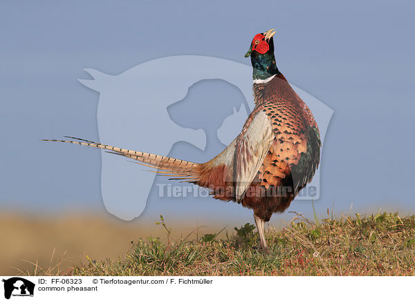 common pheasant / FF-06323
