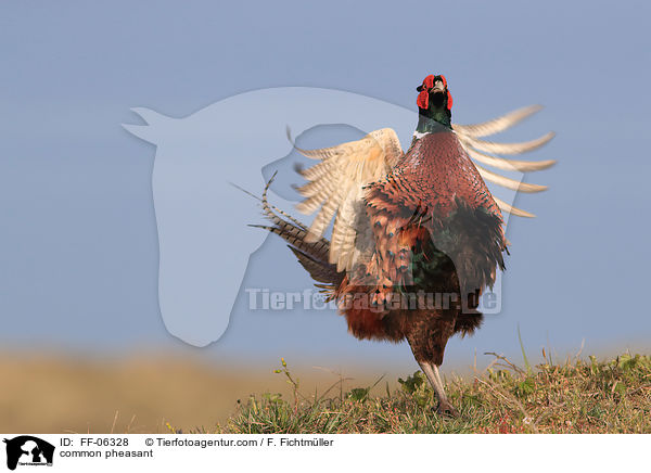 common pheasant / FF-06328