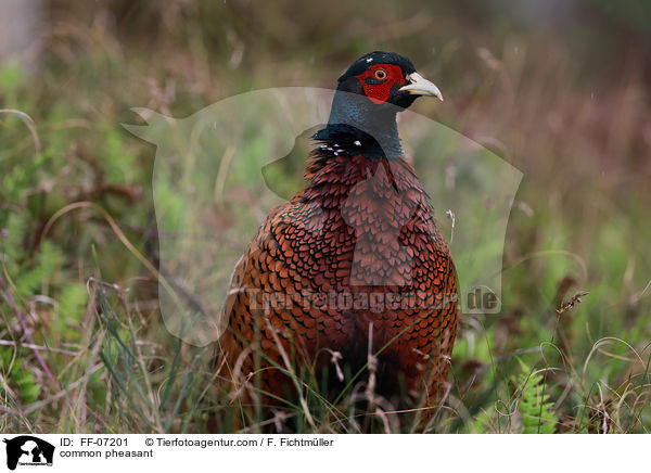 common pheasant / FF-07201